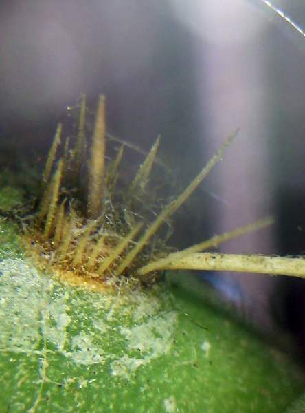 Prickly pear (pads and fruit): Glochids up close