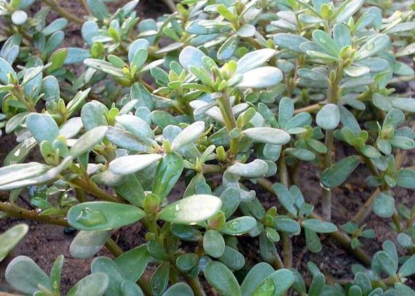 Purslane: Purslane
