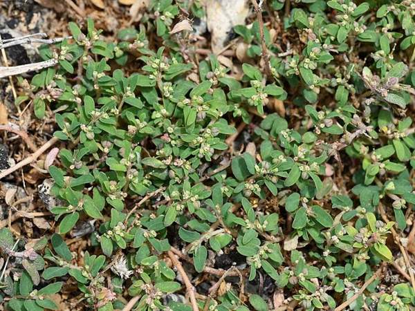 Purslane: Look-alike: spotted spurge (milky sap)