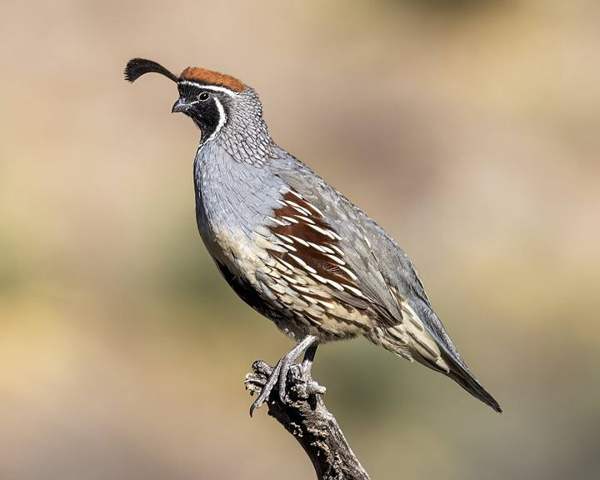 Gambel's quail: Male