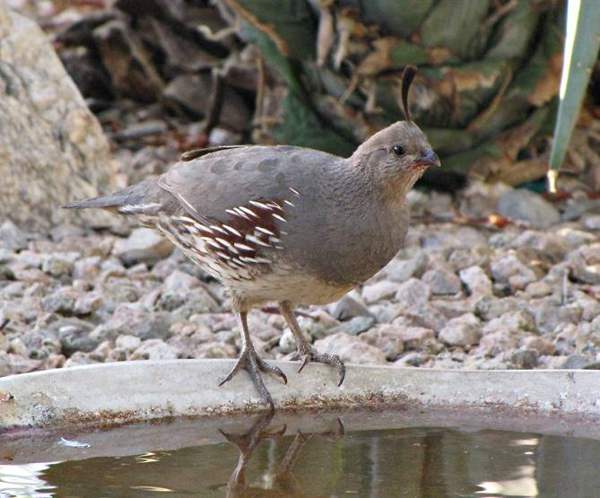 Gambel's quail: Female