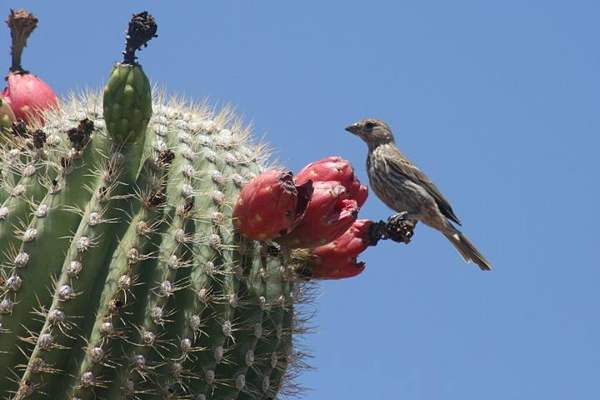 Saguaro fruit: Ripe fruit