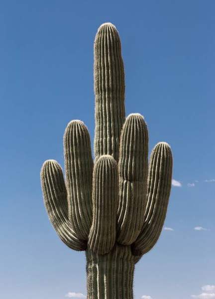 Saguaro fruit: Saguaro