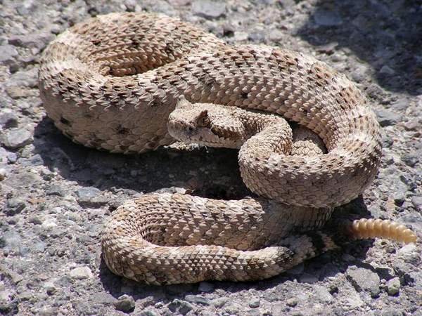 Sidewinder: Whole animal