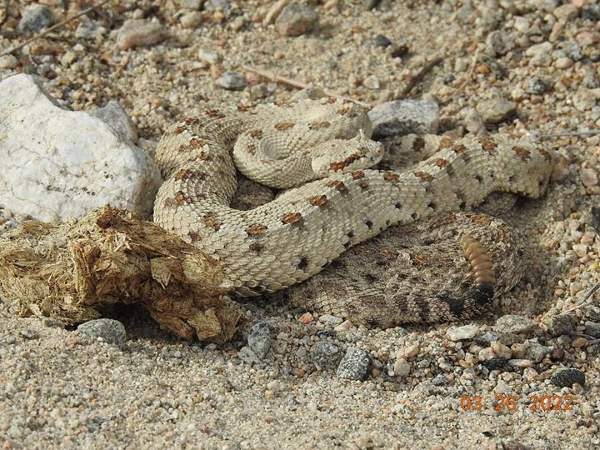 Sidewinder: Sidewinder
