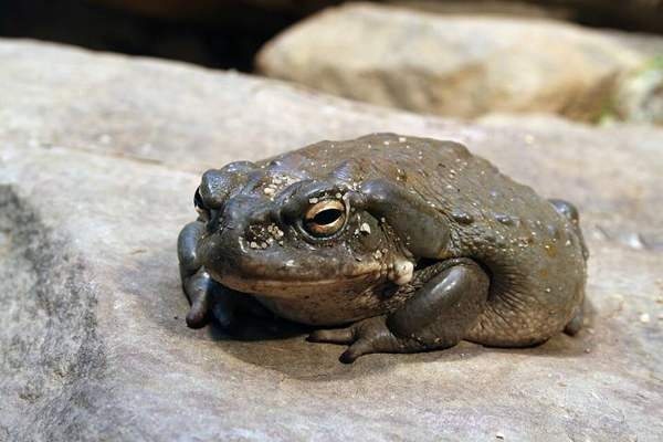 Sonoran Desert toad (Colorado River toad): Whole animal