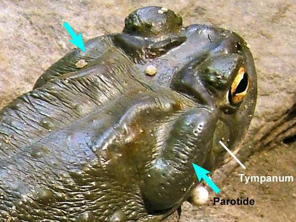 Sonoran Desert toad (Colorado River toad): Large poison glands behind the eyes