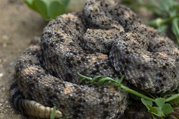 Southwestern speckled rattlesnake: Whole animal