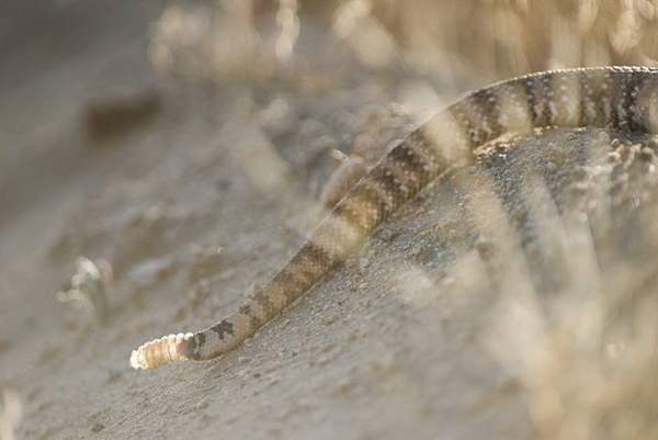 Southwestern speckled rattlesnake: Speckled pattern