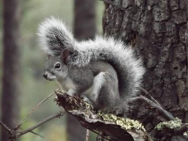 Tree squirrels (Abert's) & rock squirrels: Abert's squirrel
