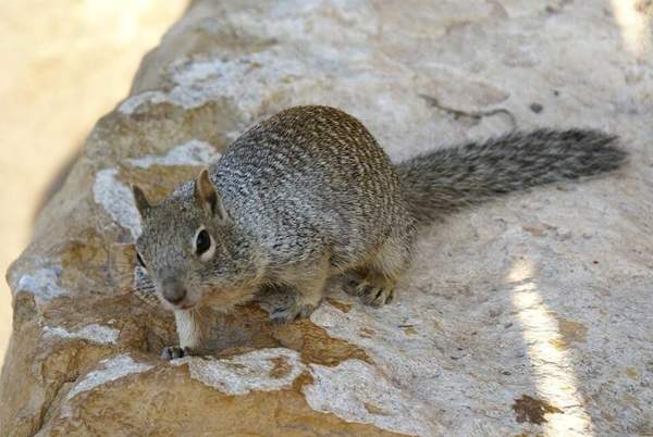 Tree squirrels (Abert's) & rock squirrels: Rock squirrel