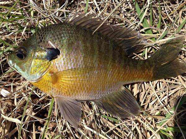 Sunfish (bluegill, green sunfish): Bluegill