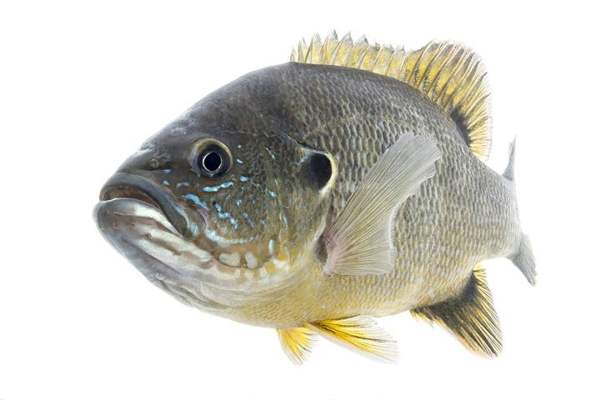 Sunfish (bluegill, green sunfish): Green sunfish