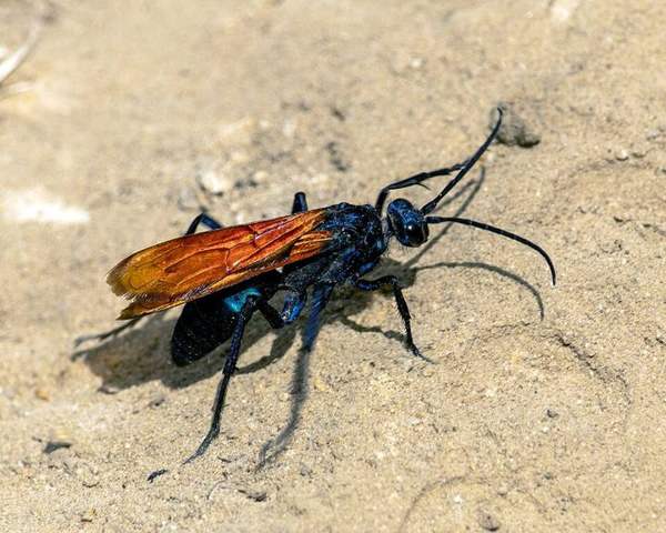 Tarantula hawk wasp: Whole insect