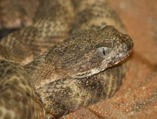 Tiger rattlesnake: Whole animal