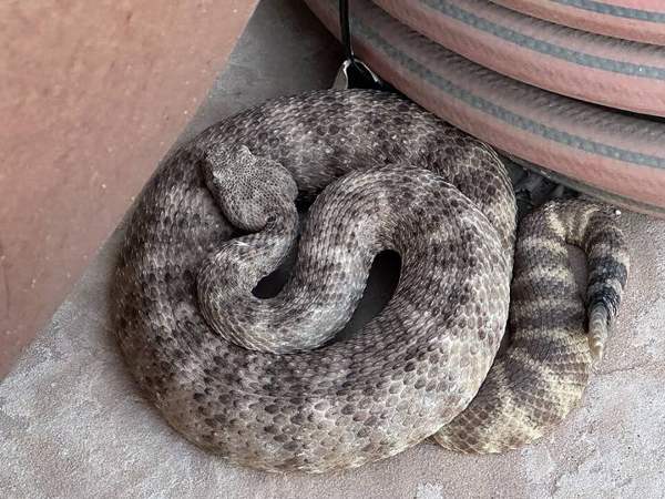 Tiger rattlesnake: Tiger rattlesnake, Paradise Valley