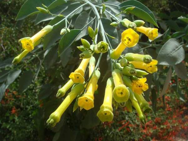 Tree tobacco & desert tobacco: Tree tobacco