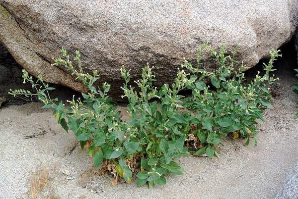Tree tobacco & desert tobacco: Desert tobacco