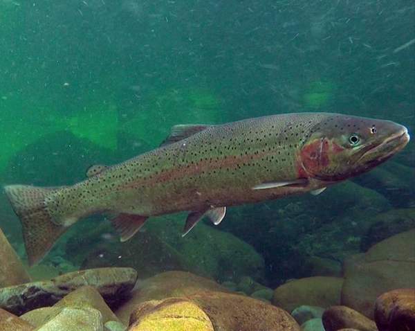 Rainbow trout (and other stocked trout): Rainbow trout