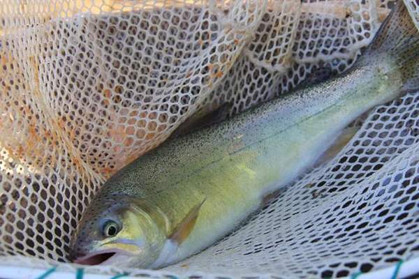 Rainbow trout (and other stocked trout): Protected: Gila trout (release)