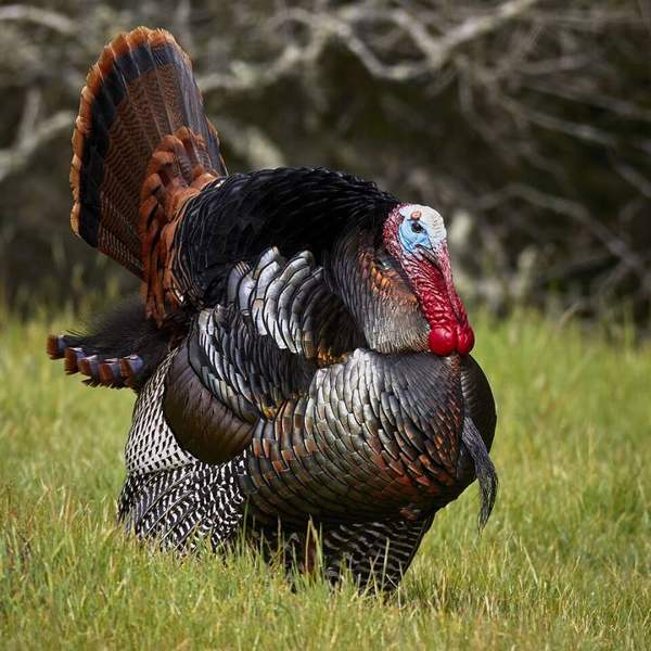 Merriam's wild turkey: Male turkey
