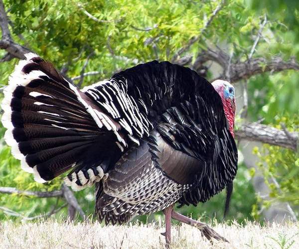 Merriam's wild turkey: In ponderosa forest
