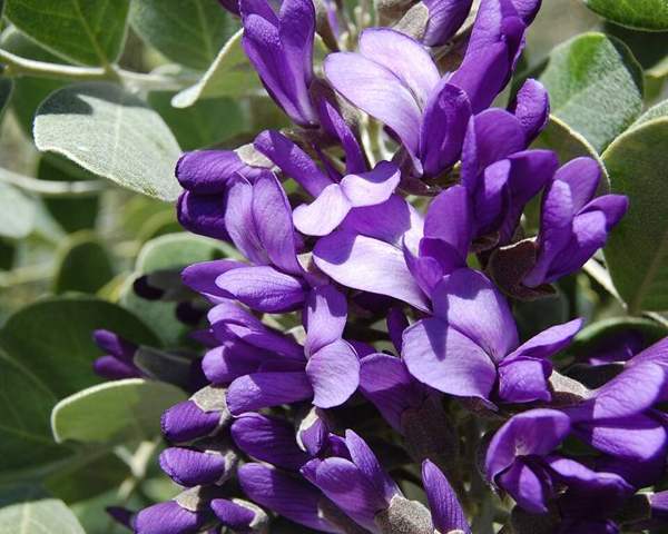 Texas mountain laurel: Flowers
