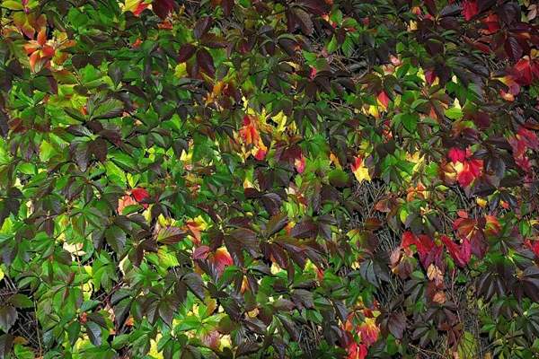 Virginia creeper: Five-leaflet leaves