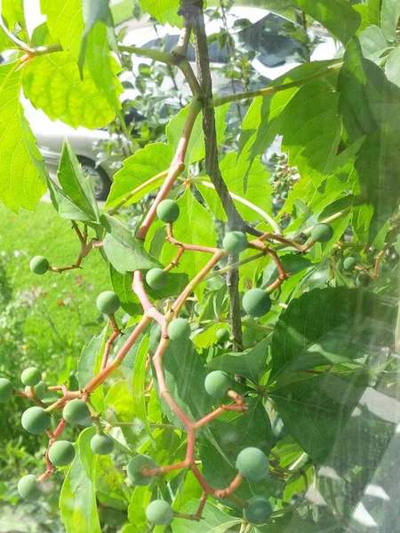 Virginia creeper: Berries