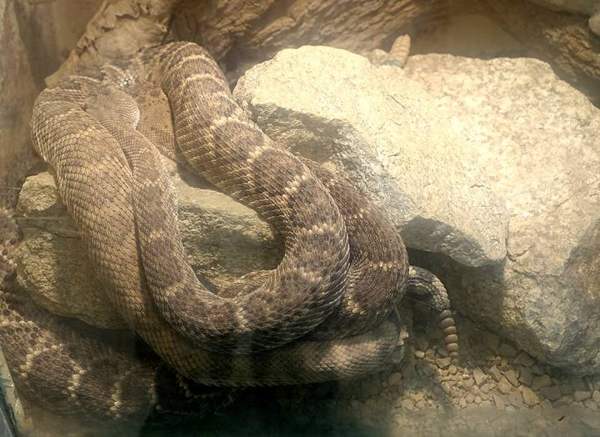 Western diamondback rattlesnake: Whole animal