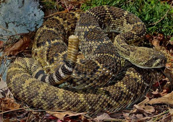 Western diamondback rattlesnake: Coiled diamondback
