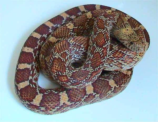 Western diamondback rattlesnake: Look-alike: harmless gopher snake