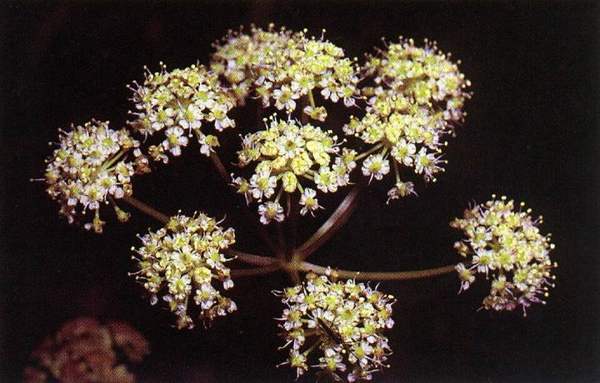 Water hemlock: Plant and flowers