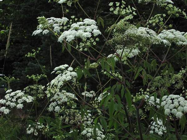 Water hemlock: Spotted water hemlock (close relative, same danger)