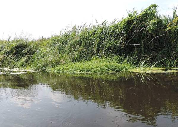 Watercress: Plant in water