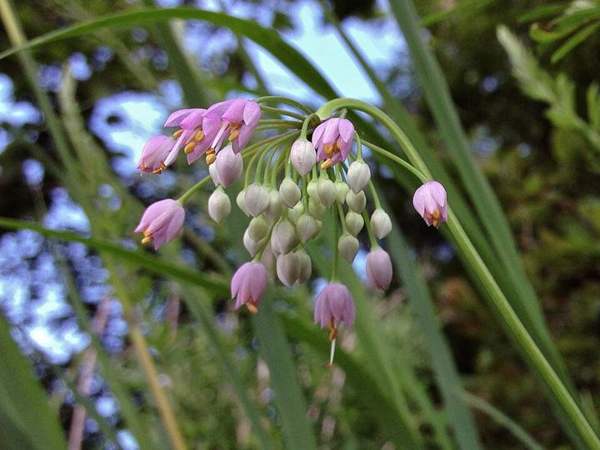 Wild onion: Nodding onion flowers