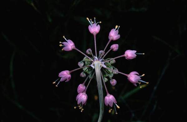 Wild onion: Bulb