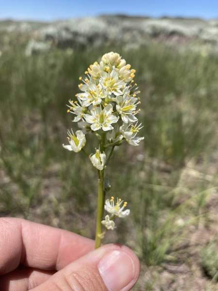 Wild onion: Look-alike: death camas (deadly)