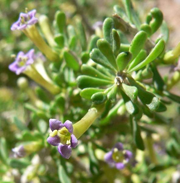 Wolfberry (desert thorn): Shrub with berries