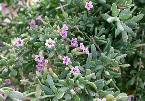 Wolfberry (desert thorn): Berries