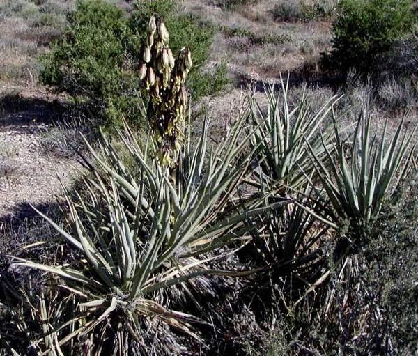 Banana yucca (fruit and flowers): Plant