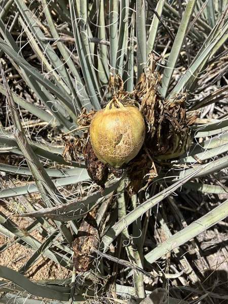 Banana yucca (fruit and flowers): Fruit